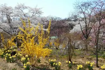 후나오카 성 공원의 꽃들