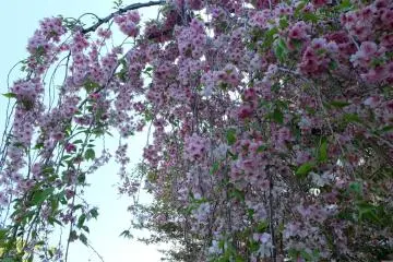 <p>หนึ่งในซากุระ 121 สายพันธุ์</p>