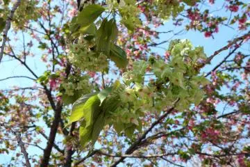 <p>หนึ่งในซากุระ 121 สายพันธุ์ อันนี้สีเขียวทั้งต้น</p>