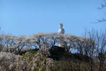 벚나무로 둘러싸인 언덕 꼭대기에 자비로운 여신상 그 언덕에는 1000그루 이상의 벚나무가 있다