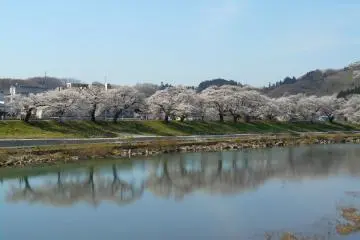 Refleksi dari pohon sakura di permukaan air Sungai Shiroishi