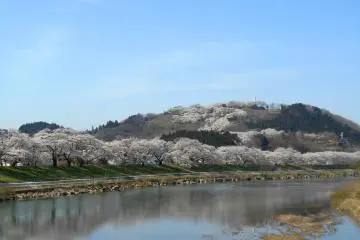 Seluruh pohon sakura di bukit dan tepi sungai tercermin di permukaan air Sungai Shiroishi yang indah