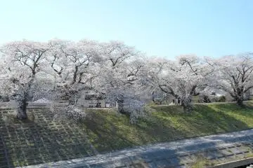 Pohon sakura terlihat senang berjemur di bawah sinar matahari yang hangat