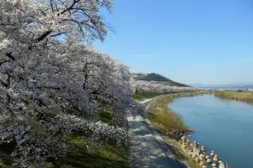 Barisan 1000 pohon sakura yang tak ada habisnya di Sungai Shiroishi yang cantik