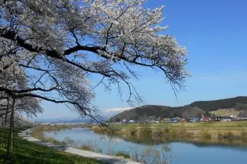 Pohon sakura, hijau, sebuah sungai yang indah yang jelas, langit biru jernih, Gunung Zao yang tertutup salju ... dan ... aku satu-satunya yang melihat semua keindahan ini?!