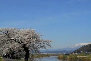 Pemandangan lain dari pohon ceri, Sungai Shiroishi, dan Gunung Zao