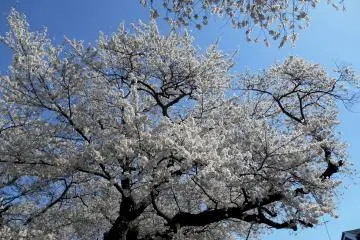 Pohon sakura yang tinggi mencapai langit biru