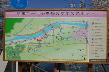 Peta dari 'sekilas tentang 1000 pohon sakura'. Anda bisa melihat seberapa panjang garisnya terus terhubung. 8 km panjangnya!