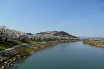 Tepian Sungai Shiroishi yang hijau, 1000 pohon sakura di sepanjangnya, dan perbukitan dengan 1000 pohon sakura.. sangat mewah!