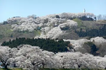 Shibata Sakura Festa - Tepi Sungai