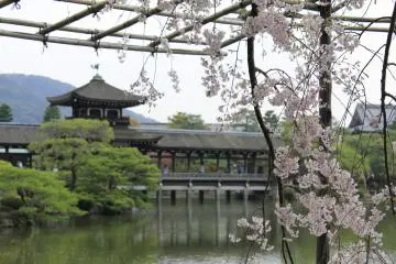 <p>ซากุระห้อยลงมาตามช่องสานของไม้ไผ่</p>