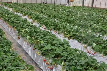 The Farm