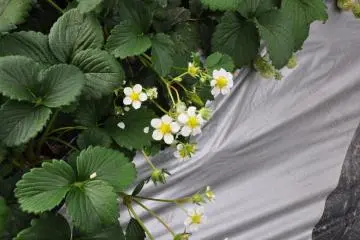 Farm Flowers
