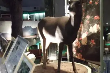 <p>One of the models of Yakushima's&nbsp;wildlife</p>