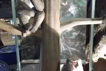<p>Some monkeys also live on the island</p>