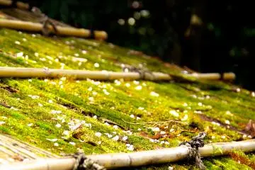 <p>Moss-covered roof of the teahouse</p>