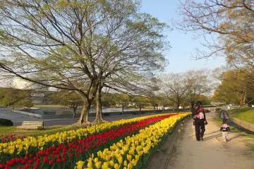 <p>มีทิวลิปให้ชมตลอดเส้นทาง</p>