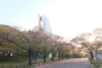 <p>ซากุระที่ร่วงโรย (เสียดายที่มาไม่ทันซากุระ)</p>