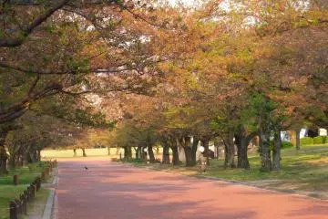 <p>ต้นซากุระที่ต่างเริ่มเปลี่ยนสี ไม่เหลือดอกให้เห็นแล้ว</p>