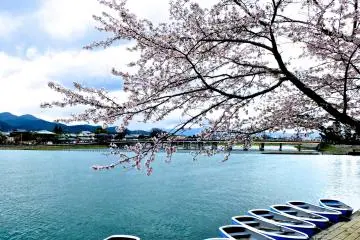 <p>A view of the cherry trees, the river, and Togetsu Bridge from my seat in the cafe - perfect!</p>