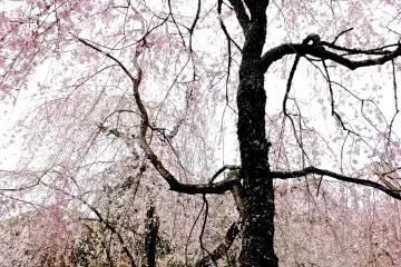아름다운 벚나무 중 하나
