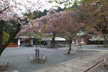 <p>ที่วัดคุรามะ มีสวนซากุระด้วย</p>