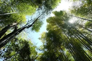 <p>ไผ่สูงและแสงอาทิตย์</p>