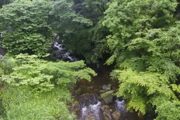 <p>Greenery covers the river except for the areas of beautifully maintained gardens</p>