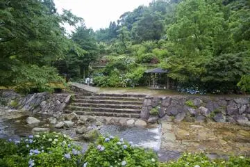 <p>Hydrangeas everywhere</p>