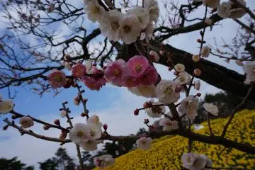 Hitachi Seaside Park: ทุ่งนาซิสซัส