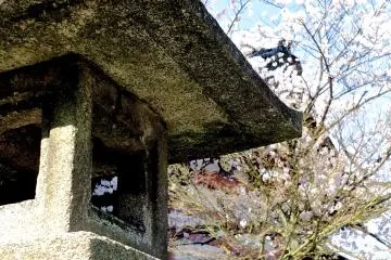 <p>Stone lantern and cherry tree</p>