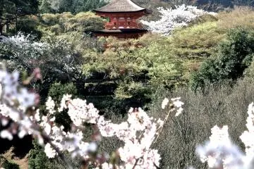 <p>View of the pagoda and a hillside full of cherry trees from the platform&nbsp;</p>