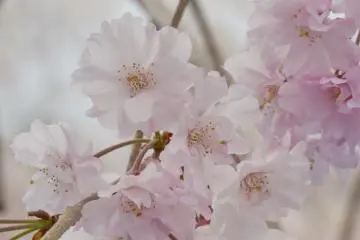 Yaeshidarezakura, alias "sakura menangis" memiliki kelopak yang lebih banyak, dengan warna yang lebih merah muda daripada sakura biasanya yang hanya memiliki lima kelopak