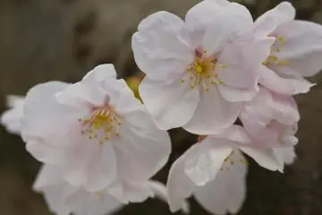 Beberapa jenis sakura memiliki kelopak yang saling menindih, sedangkan jenis lainnya memiliki jarak antar kelopak