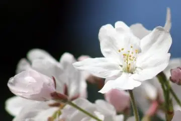 Sakura di Taman Maizuru