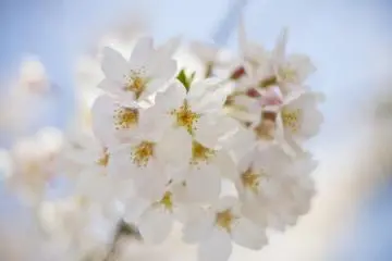 Seikat sakura yang tebal