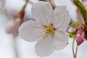 Sekuntum sakura