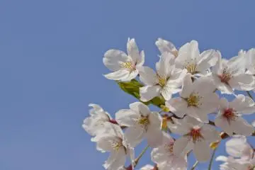 Dalam beberapa jenis sakura, dedaunan muncul bersamaan dengan mekarnya bunga