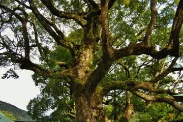 Sebuah pohon raksasa di tengah kuil