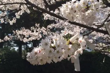 Sakura (Photo: Marcella)