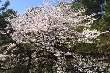 Sakura (Photo: Marcella)