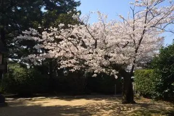 Bayangan cantik dari pohon sakura