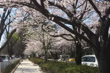 Perjalanan ke Kurume Eki dari Kastil Kurume