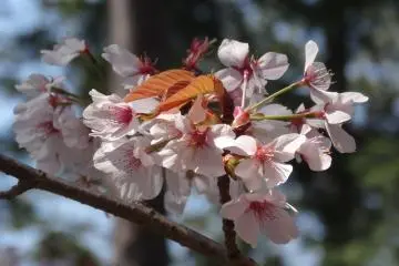 <p>ดอกซากุระ</p>