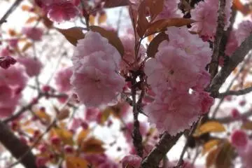<p>ดอกซากุระ</p>