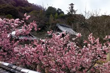 Cherry blossoms at Joshin-ji