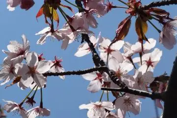 <p>ดอกซากุระ</p>