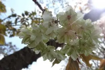 <p>ดอกซากุระพันธ์สีเขียว-ขาว</p>