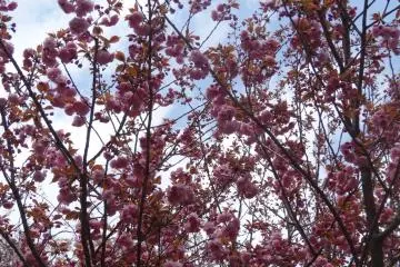<p>ดอกซากุระ</p>