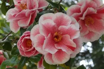 <p>ดอก Camelia</p>